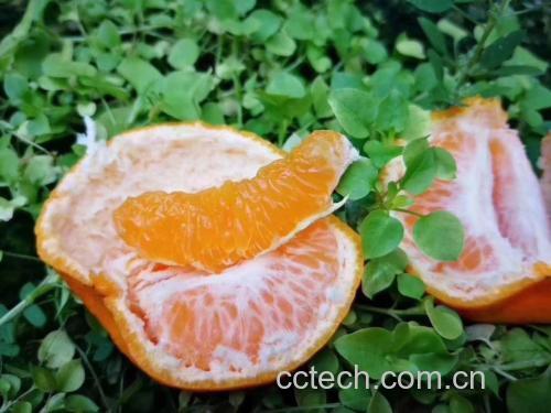 小青柑与蜜橘对比图