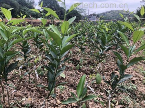 新会茶枝柑果园实景