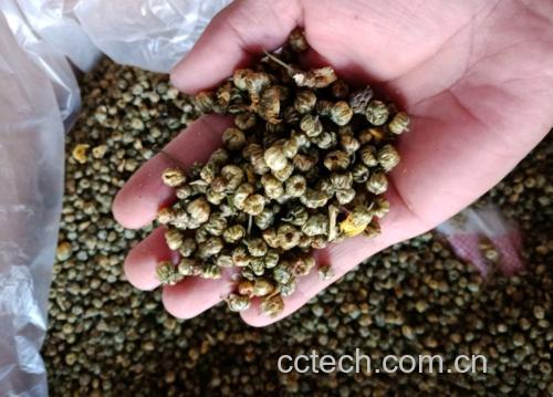 柑胎茶饮成品图