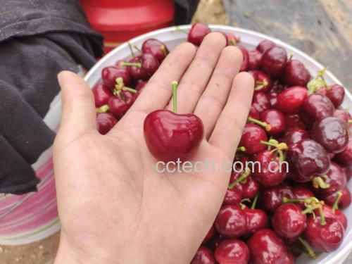 车厘子奶饮成品图
