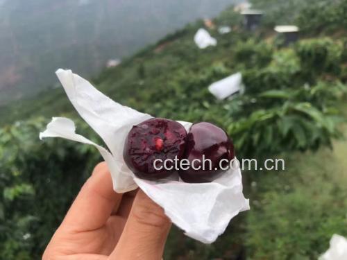 车厘子与牛奶组合图