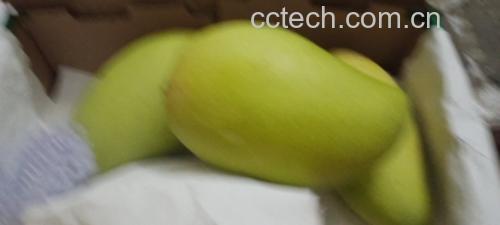 金煌芒放入牛皮纸袋并与成熟香蕉共同放置