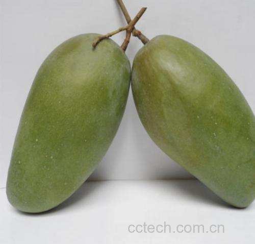 成熟的金煌芒与未成熟的青色金煌芒对比摆放