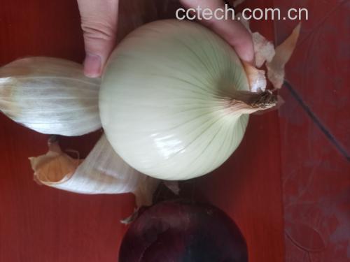 白洋葱与紫洋葱对比图