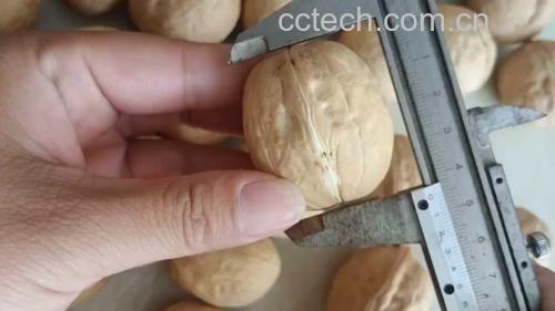 薄皮核桃称重对比图