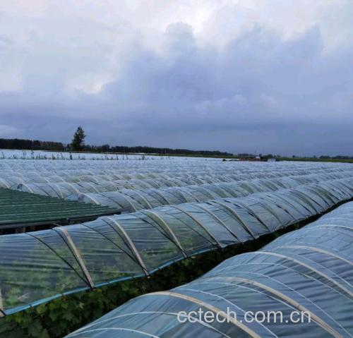 阳光玫瑰葡萄园精细化管理场景