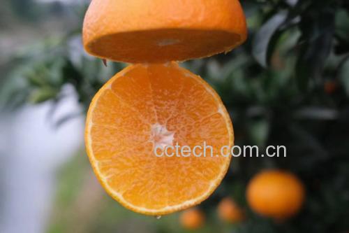 完整的爱媛橙果壳与果肉分离示意图