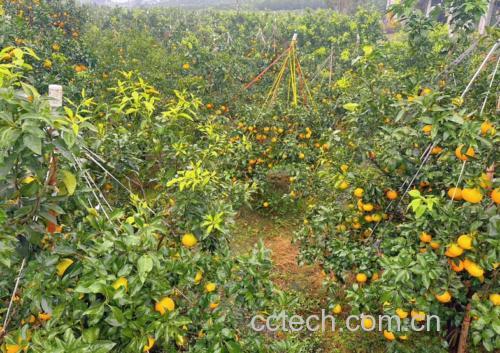 爱媛38号橙的种植园与速冻加工流程图