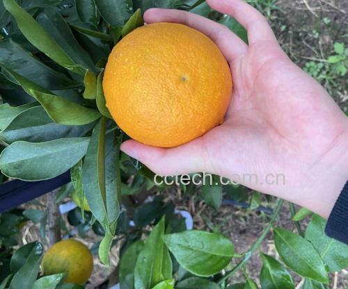爱媛橙剥皮过程图