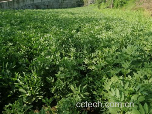 绿扁豆农业种植场景