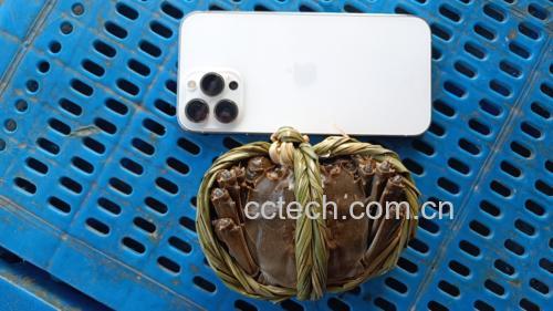 大闸蟹与柿子摆盘图