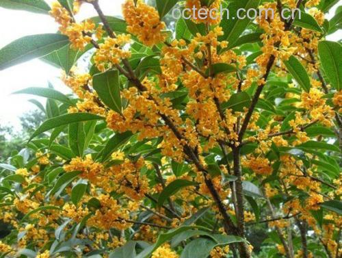 丹桂与四季桂花朵对比图