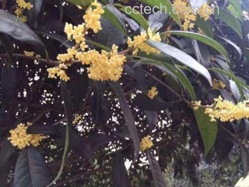 丹桂花盛开的特写
