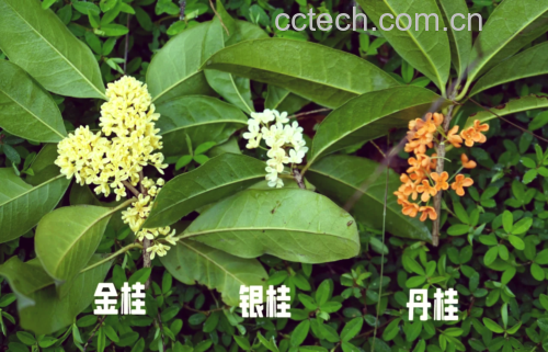 桂花质量鉴别示意图