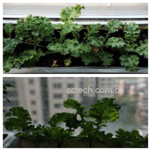 羽衣甘蓝植株特写