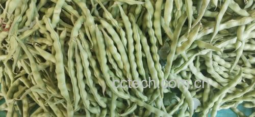 炖无筋豆食材展示