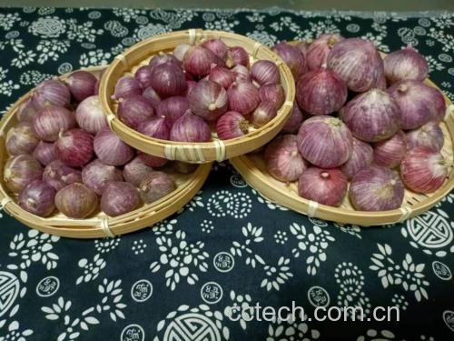 新鲜采摘的紫皮蒜与蒜苔组合展示
