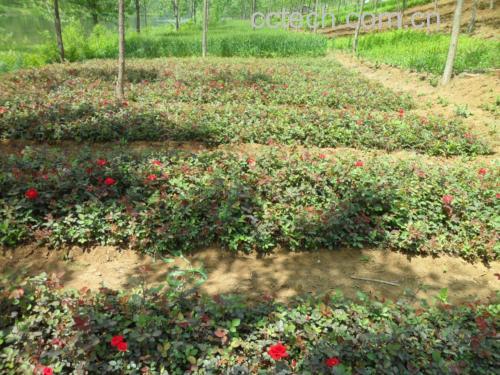 食用级欧洲月季采摘场景