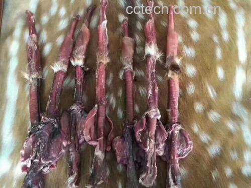 鹿鞭片与其他动物鞭类对比图