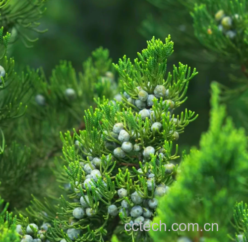 黑醋栗植株与成熟浆果特写