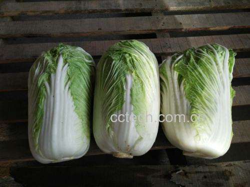 青杂三号白菜料理成品图