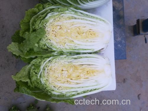 白菜分层腌制过程示意图