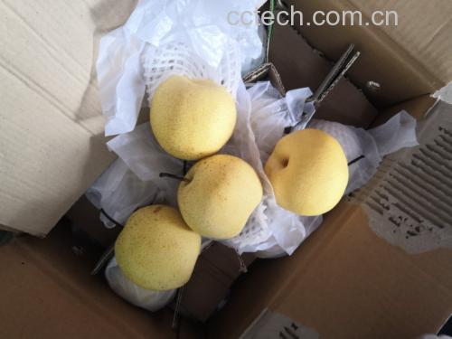 香梨在纸箱中用纸张分隔保存