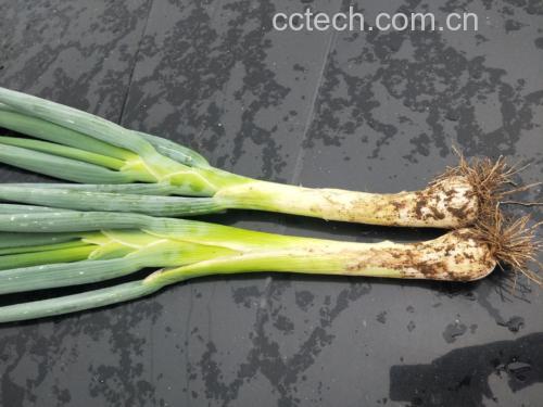 鸡腿大葱炖煮过程