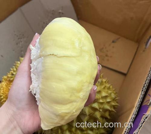 一位成年人正在剥开金枕头榴莲外壳取出完整果肉