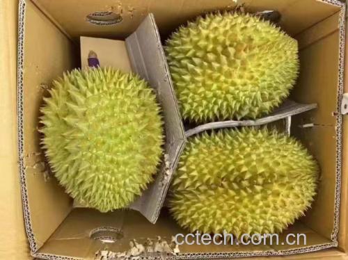 金枕头榴莲整果与去壳果肉对比图