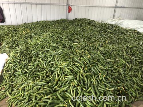 小黄瓜在菜市场摊位上整齐摆放，表面带有细小刺毛，颜色鲜绿，背景为清晨阳光下的农贸市场环境
