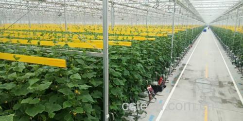 实验室技术人员正在使用液相色谱仪对小黄瓜样本进行农药残留检测，操作台上有试管、移液器和电脑显示屏显示分析曲线