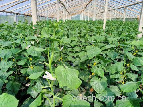 温室中小黄瓜植株及果实形态对比