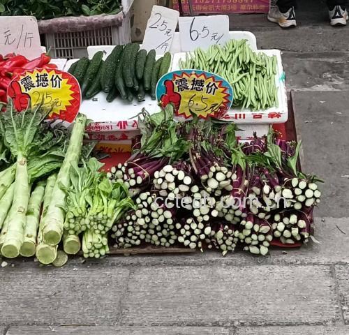 农贸市场摊位上摆放整齐的新鲜带花小黄瓜