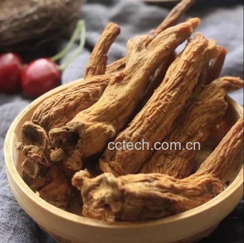 家庭厨房中处理鲜人参的场景