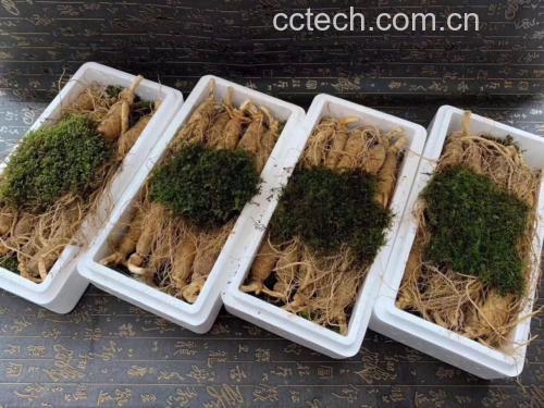 鲜人参切片泡水场景图