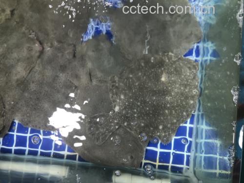 市场中多宝鱼与金鲳鱼摊位实景图