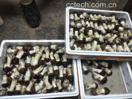 新鲜松茸与炖煮后的成品汤品摆盘图