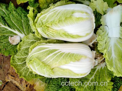 娃娃菜与大白菜的对比图
