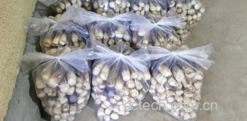 超市货架上摆放的新鲜包装竹笋产品