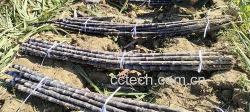 甘蔗不同保存方式示意图