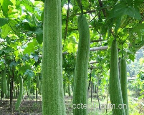 丝瓜植株与果实特写