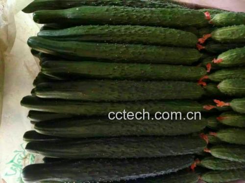 丝瓜与丝瓜络对比图