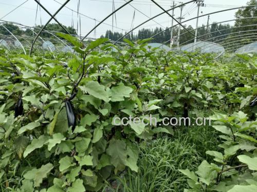 茄子参种植基地