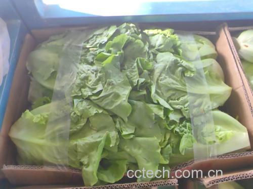 生菜用纸巾包裹后放入密封袋冷藏
