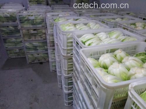 冬季家庭厨房中切开新鲜保存的白菜用于炖菜的场景