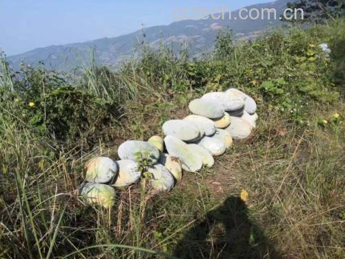 白菜堆放在通风阴凉处的实景图