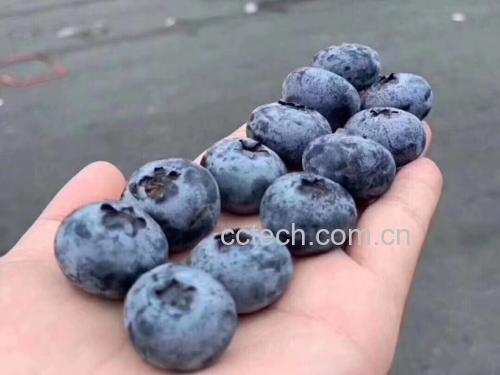 蓝莓薄雾果实特写
