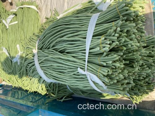 新鲜青蚕豆在市场摊位上整齐摆放,农民正在整理豆荚