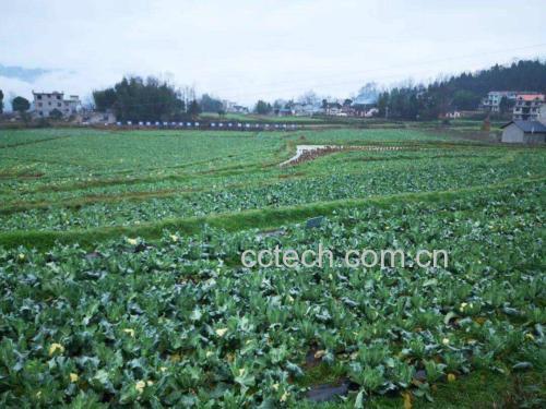 松花菜多种做法拼图